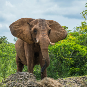 How far in advance to plan a safari