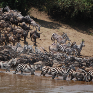great migration safari