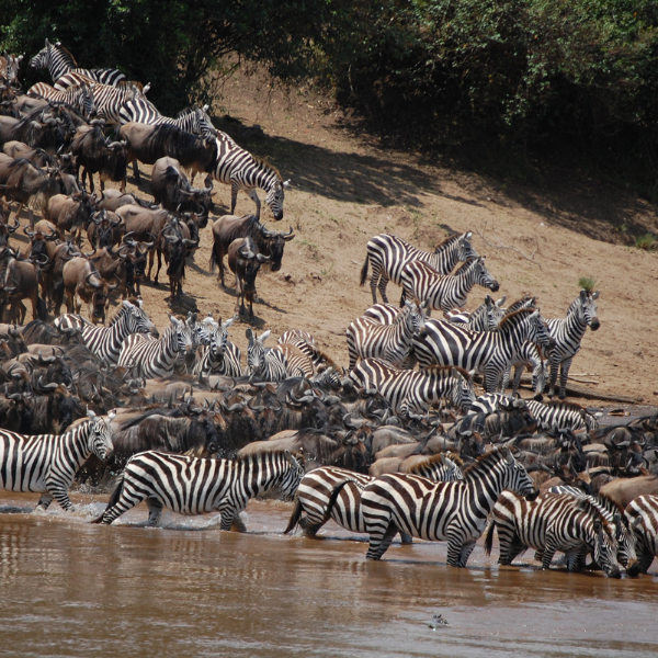 great migration safari